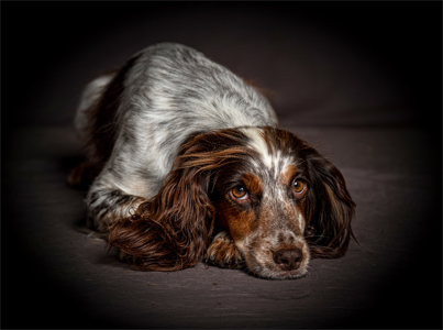 Those Spaniel Eyes