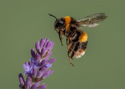 Bumblebee Lavender Landing