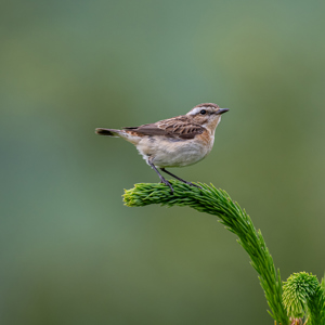 Whinchat