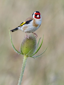 Goldfinch On Teasel