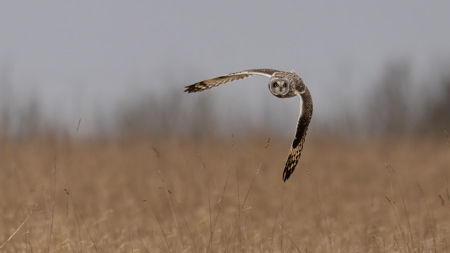 Short Eared Owl Turning