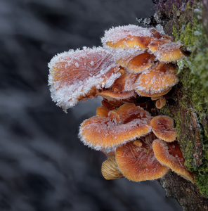 Frosted Fungi