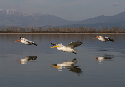 A Trio Of Dalmation Pelicans