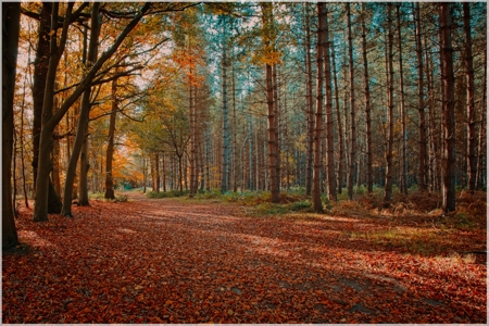 Autumnal Woodland