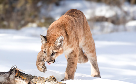 Inquisitive Young Puma Cub