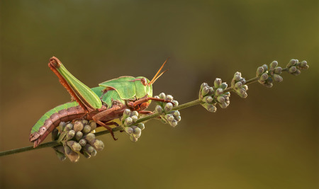 Common Green Grasshopper On Greek Lavender