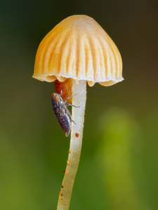 Dikraneura Leaf Hopper On Galerina Mushroom