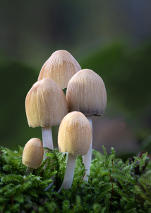 Woodland Inkcap Family