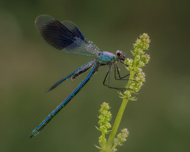 Banded Demoiselle