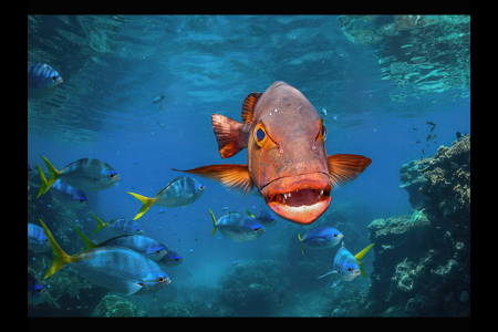 Maori Wrasse On Great Barrier Reef