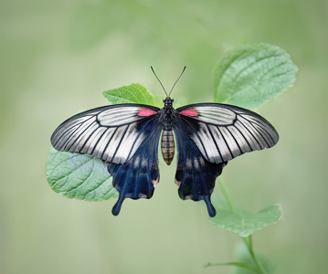Asian Swallowtail Butterfly