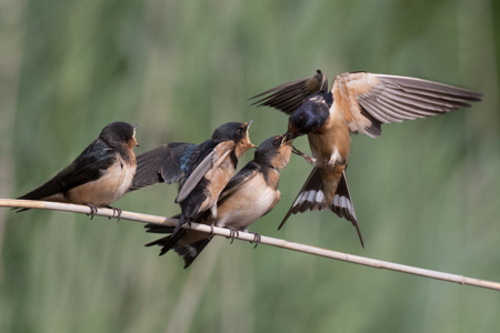 Barn Swallow Feeding Young
