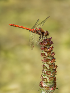 Common Darter On Self Heal