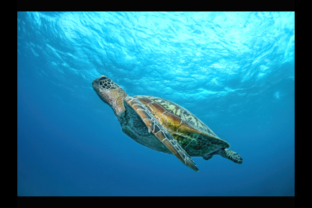 Green Sea Turtle