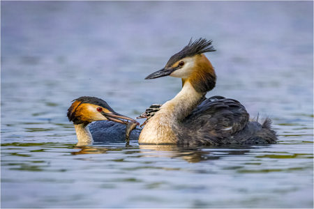 Grebe Feeding Baby Humbugs