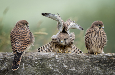 Three Baby Kestrels