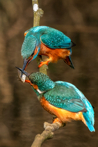 Kingfisher Fish-Passing