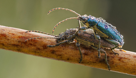 A Pair Of Plateumaris Sericea Beetles