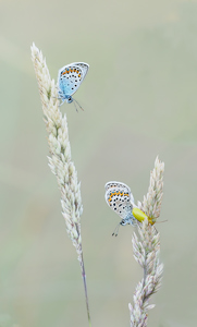 Silver Studded Blues And Sulphur Beetle
