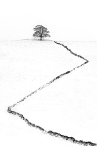 Lone Tree On A Snowy Morning