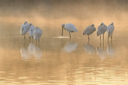 Spoonbills In The Early Morning Mist