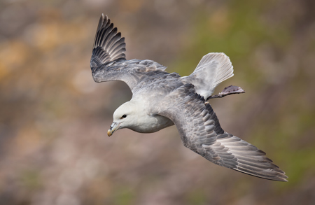 Fulmar In Flight