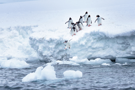 Penguin Plunge