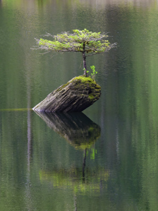 Bonsai
