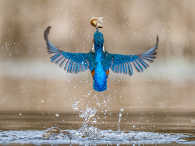 Kingfisher Returning With Catch