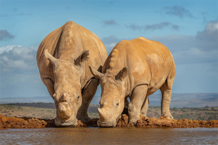 White Rhinos At Waterhole