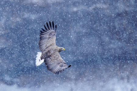 White Tailed Eagle In Snowstorm