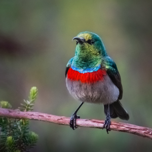 Southern Double-Collared Sunbird