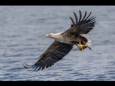 White Tailed Eagle With Catch