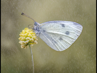 Large White In Summer Shower