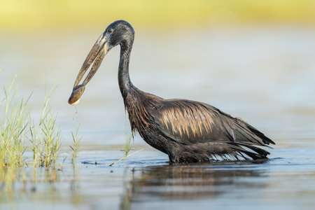 African Openbill Stork With Clam