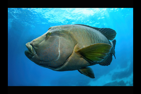Humphead Wrasse