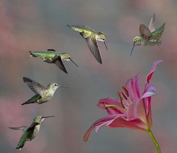 A Charm Of Hummingbirds