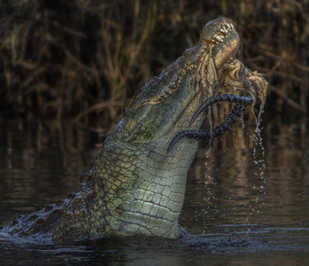 Nature - African Crocodile With Impala Carcass