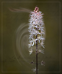 Print - Tiarella