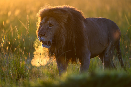 Lion At Sunrise