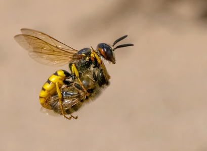 Beewolf Wasp With  Prey