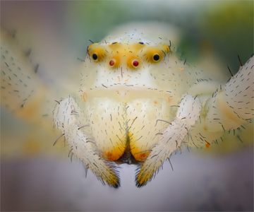 Flower Crab Spider-2