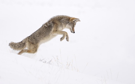 COYOTE HUNTING, YELLOWSTONE