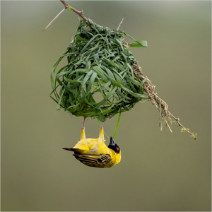 Masked Weaver Nest Building