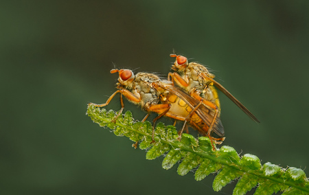 Scathophaga Species Mating