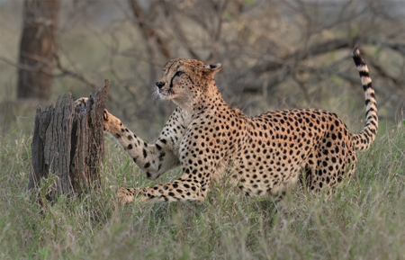 Cheetah Marking Territory