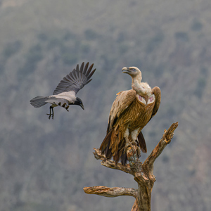 Griffin And Hooded Crow