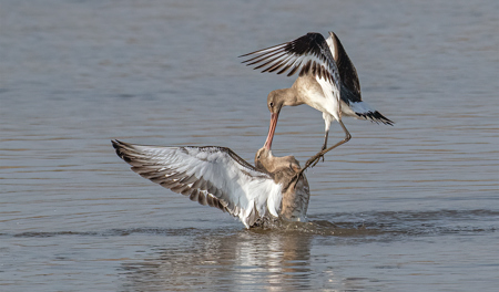 Black Tailed Godwits Locking Bills