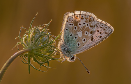 Backlit Chalkhill Blue