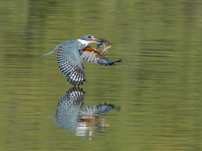 Ringed Kingfisher With Fish